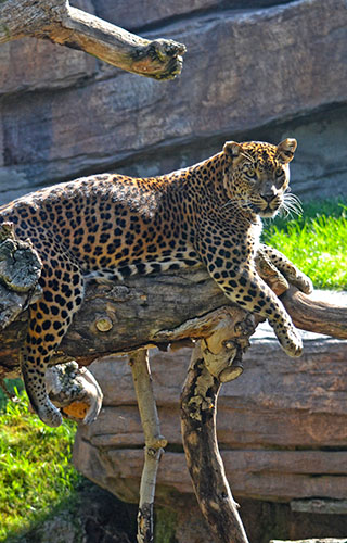 Leopardo en el Bioparc de Valencia