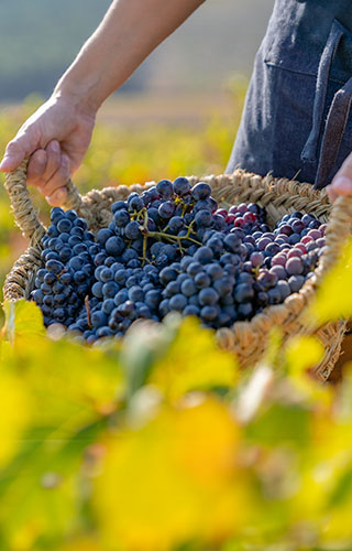 Uvas en los viñedos de Requena-Utiel, Valencia