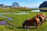Des chevaux dans l'ibón d’Anayet, entre Canfranc et Formigal, Huesca