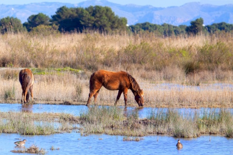 Caballos pastando en el Parque Natural de la Albufera de Mallorca, Islas Baleares 