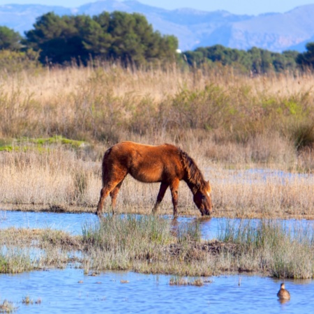 Pferde grasen im Naturpark S'Albufera auf Mallorca, Balearen