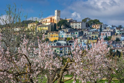 Floración en el pueblo de Selva en Mallorca, Islas Baleares