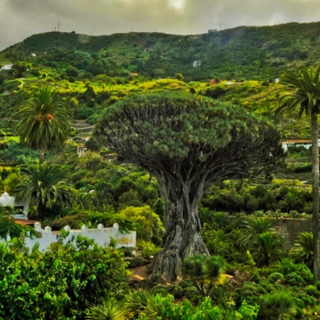 Der Uralte Drachenbaum in Icod de los Vinos auf Teneriffa (Kanarische Inseln)