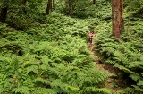 Laurisilva (Lorbeerwald) auf La Palma, Kanarische Inseln