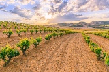 Weinberge in Ribera del Duero