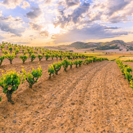 Vineyards in the Ribera del Duero region