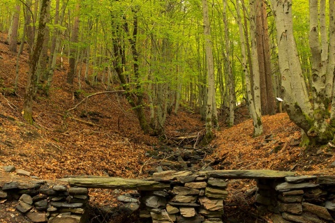 Buchenwald von Tejera Negra in der Sierra de Ayllón