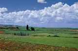 Campos en La Almarcha. Cuenca