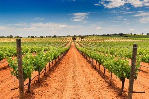 Blick auf die Weinberge von Bodegas Fontana in Fuente de Pedro Naharro, Cuenca