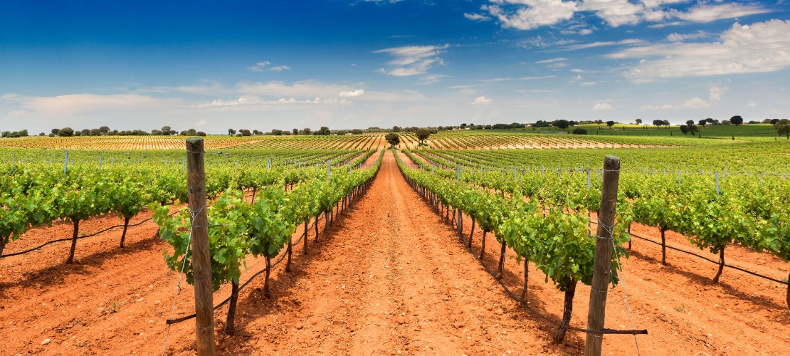 Vista de viñedos de Bodegas Fontana en Fuente de Pedro Naharro, Cuenca