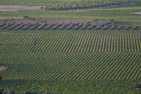 Winnice w Valdepeñas (prowincja Ciudad Real, Kastylia-La Mancha)