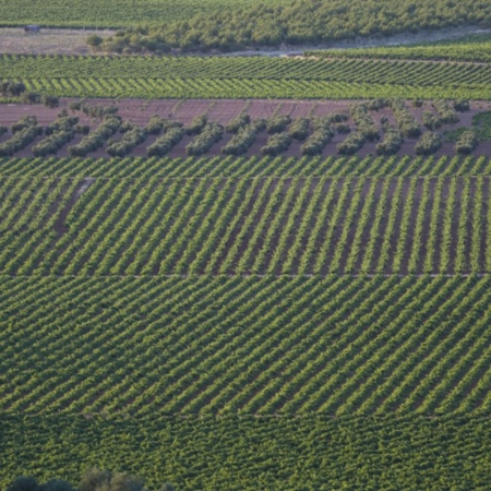 Viñedos de Valdepeñas (Ciudad Real, Castilla-La Mancha)