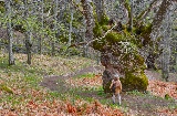 Paysage automnal de la vallée de l’Ambroz