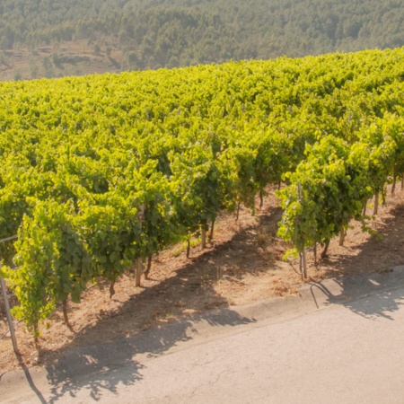 Vinhedos da região das Rías Baixas em Pontevedra, Galícia