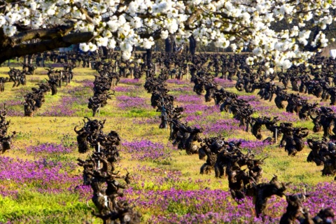 Die Landschaft der Weinstraße von Bierzo - Bierzoenoturismo