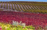 Paysage de la Route du vin Campo de Cariñena