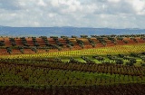 Paysage de la route du vin et du cava Ribera del Guadiana