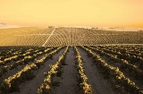 Landscape on the Marco de Jerez Sherry and Brandy Route