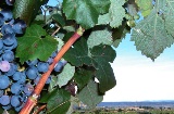 Route du vin Utiel - Requena