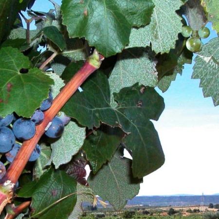 Route du vin Utiel - Requena