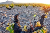 Paysage de la route du vin de Yecla