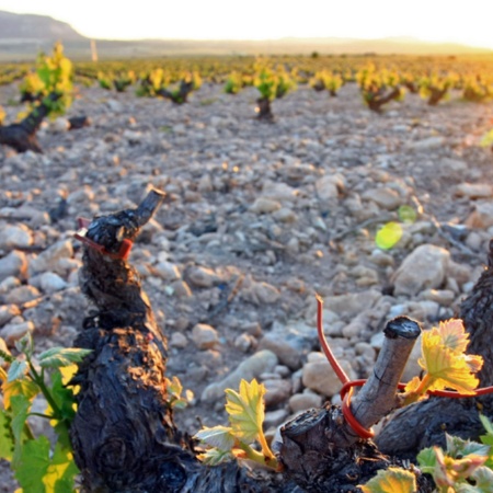 Paisaje de la Ruta del Vino de Yecla