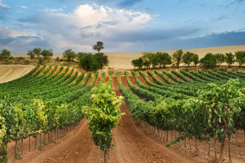 Femme parmi les vignes avec un verre de vin à la main  