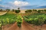 Una donna tra i vigneti con un calice di vino in mano