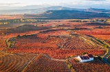 Femme parmi les vignes avec un verre de vin à la main