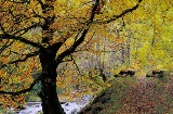 Waldgebiet von Muniellos in Cangas de Narcea