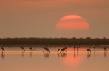 Flamingos im Ebro-Delta