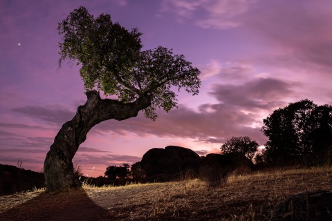 Azinheira no Parque Natural de Cornalvo, Estremadura 