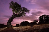 Eiche im Naturpark Cornalvo, Extremadura