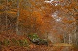 Las bukowy Peña Roya, obszar chronionego krajobrazu Moncayo