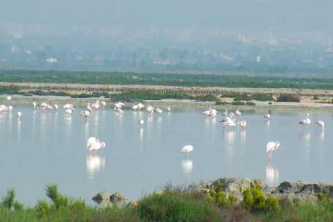 Obszar chronionego krajobrazu Salinas de Santa Pola