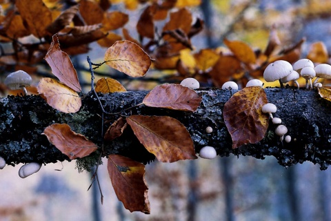 Detail of the Hayedo de Montejo beech forest