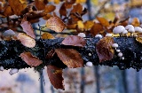 Parco naturale della Faggeta di Montejo