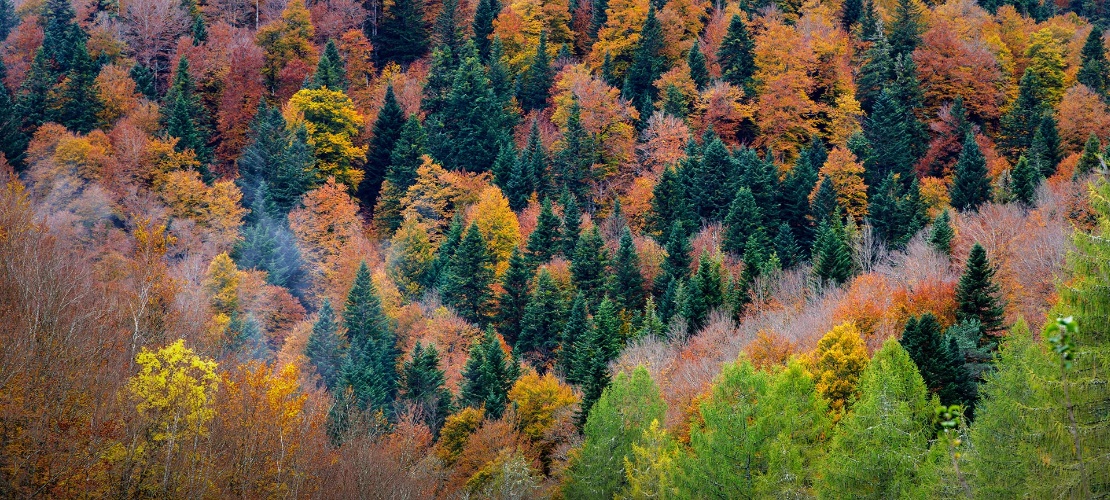 Selva de Irati, Navarra