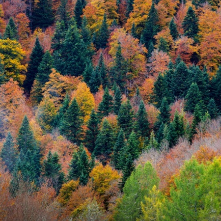 Foresta di Irati, Navarra