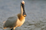 Oiseau dans la réserve de biosphère d'Urdaibai