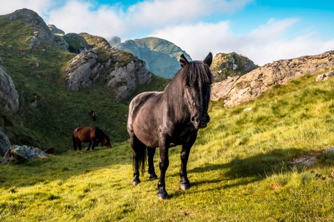 Cavalli nel Parco Naturale di Aiako Harria nei Paesi Baschi