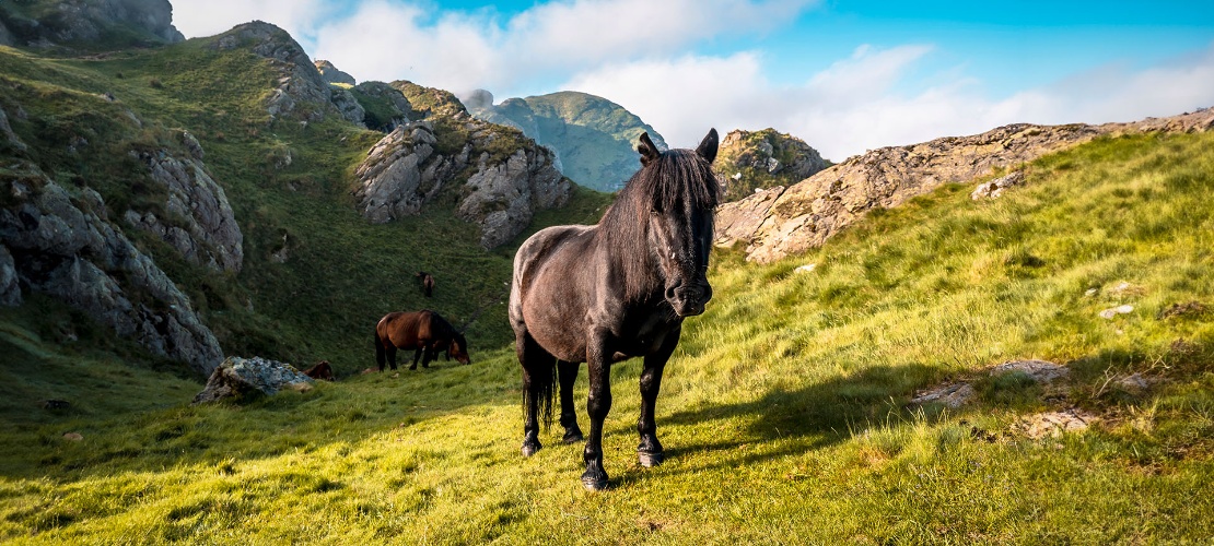 Cavalli nel Parco Naturale di Aiako Harria nei Paesi Baschi