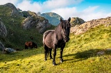 Pferde im Naturpark Aiako Harria im Baskenland