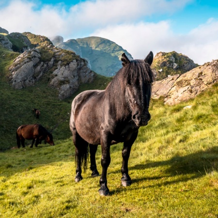 Cavalli nel Parco Naturale di Aiako Harria nei Paesi Baschi