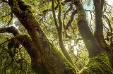 Park Narodowy Garajonay, La Gomera