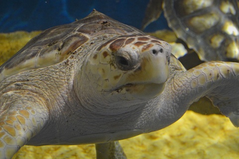 Aquarium von Sevilla