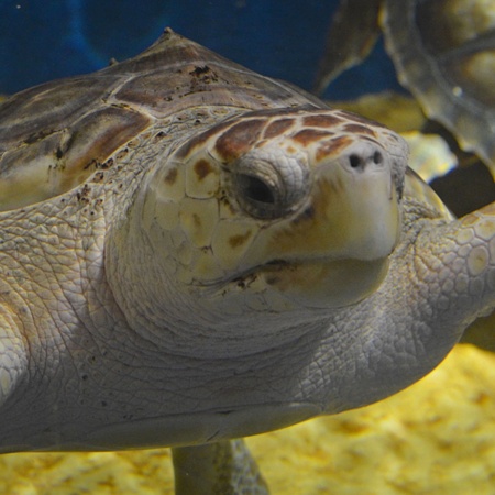 セビージャ水族館