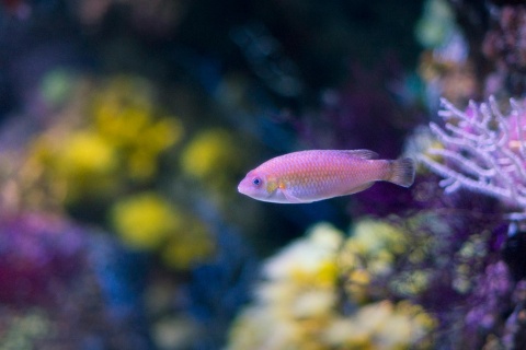 Peixe no aquário de Gijón