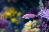 Poisson dans l'aquarium de Gijón