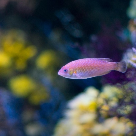 ヒホン水族館の魚